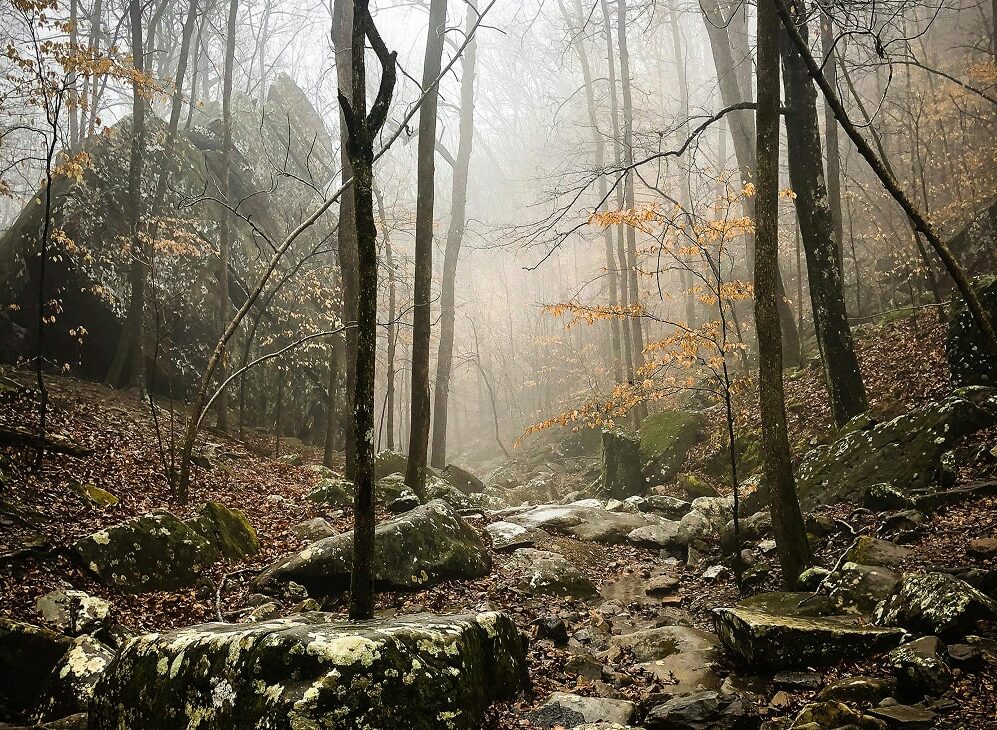 Forest